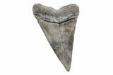 Fossil Broad-Toothed Mako Tooth - South Carolina #214629-1
